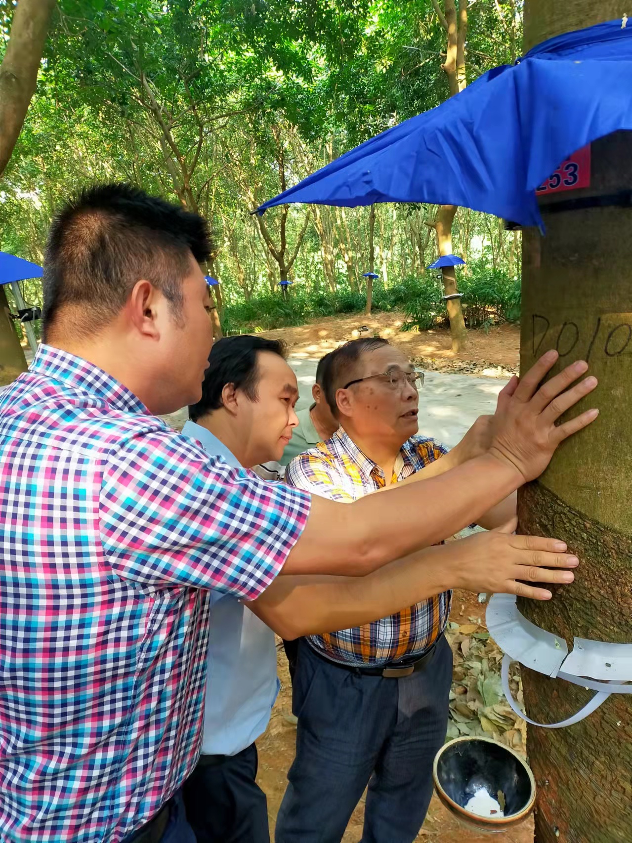 中国天然橡胶协会常务副会长郑文荣同志考察广垦（茂名）建设农场智能割胶刀试验工作(图2)