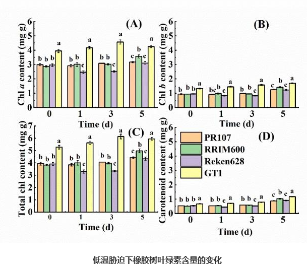 橡胶所在橡胶树低温胁迫下光合及爆皮流胶特性研究方面取得新进展(图1)