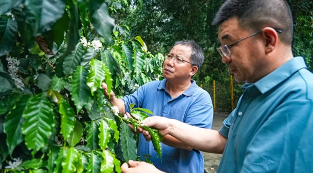 沿着边境看中国·云南篇 | 云南省德宏热带农业科学研究所：57年，做强中国咖啡种子“芯片”(图11)